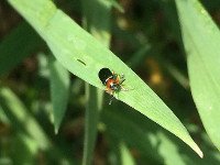 Insekticīdi