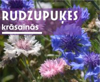 krāsainās rudzpuķes